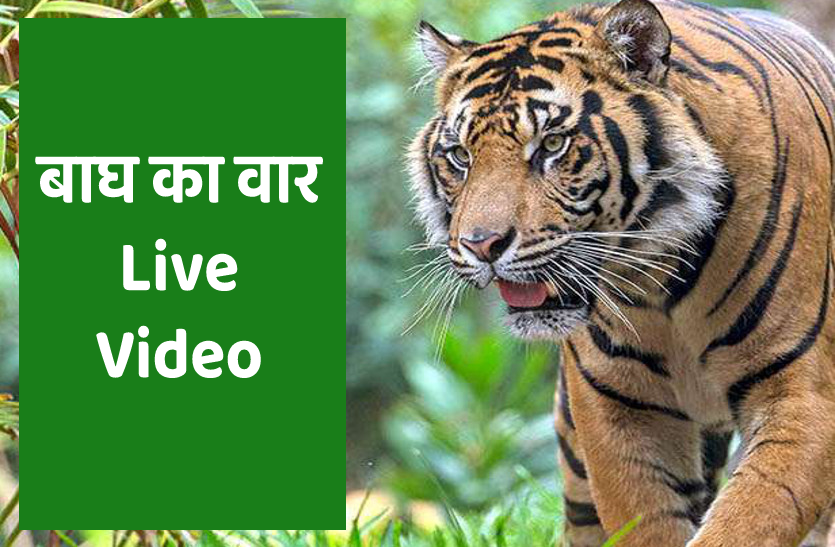 Tiger pounces on people see tiger fierce form in LIVE VIDEO Of Seoni