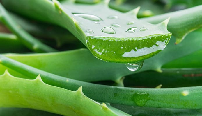 Aloe vera: जानें स्किन और बॉडी पर एलोवेरा इस्तिमाल करने के रिस्क फैक्टर