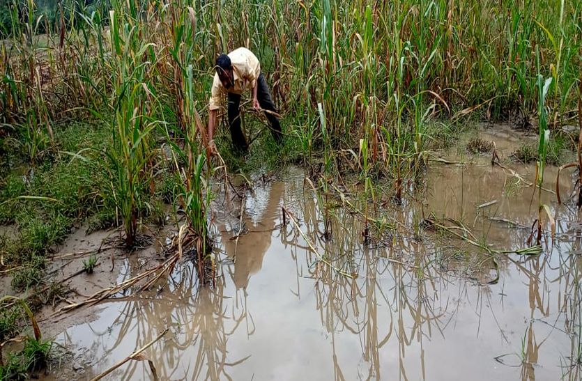 VIDEO: तेज बरसात से खेतों में भरा पानी, फसलों को भारी नुकसान