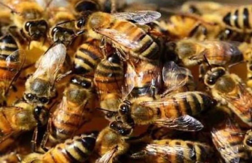 मधुमक्खियों का हमला, वृद्ध की मौत