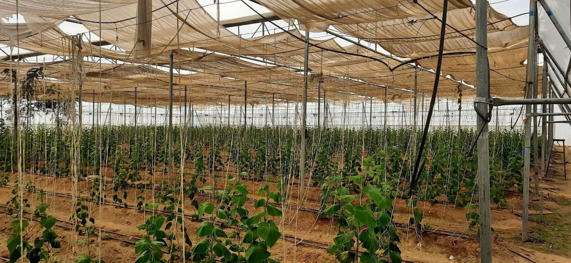 युवा किसान ने जैविक खाद व बूंद-बूंद सिंचाई सिस्टम को अपनाकर अर्जित की लाखों की आय