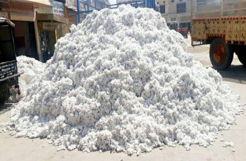 बिलाड़ा मंडी में सफेद सोने की आवक शुरू