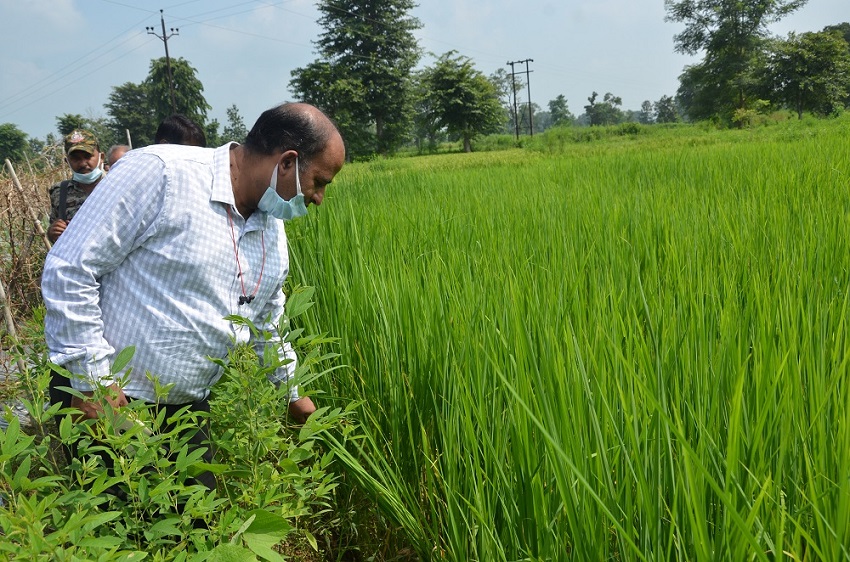 चिन्नौर की खेती देखने कलेक्टर पहुंचे किसान के खेत