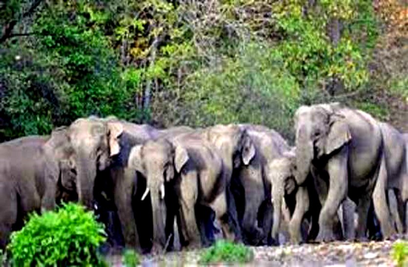 बालोद के बाद राजनांदगांव पहुंचा 22 हाथियों का दल, दहशत में वनांचल के कई स्कूलों को करना पड़ा बंद