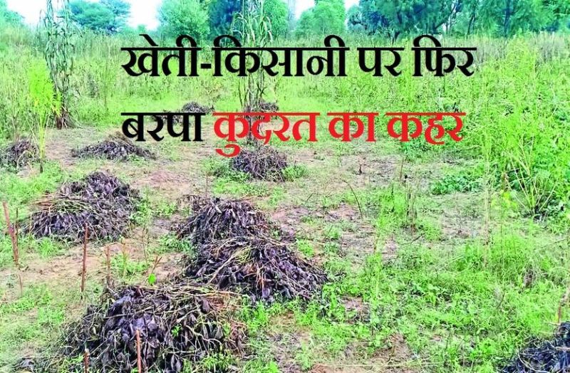 फसलें तबाह, किसान बेबस, राम रूठा अब राज से उम्मीद