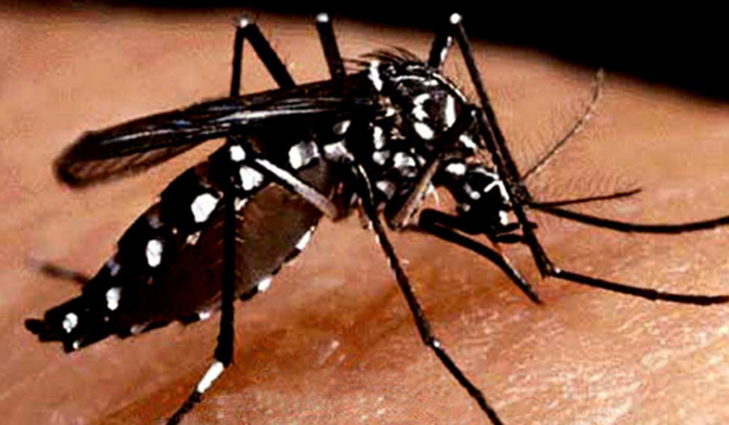 Doctor told measures to avoid dengue spreading feet