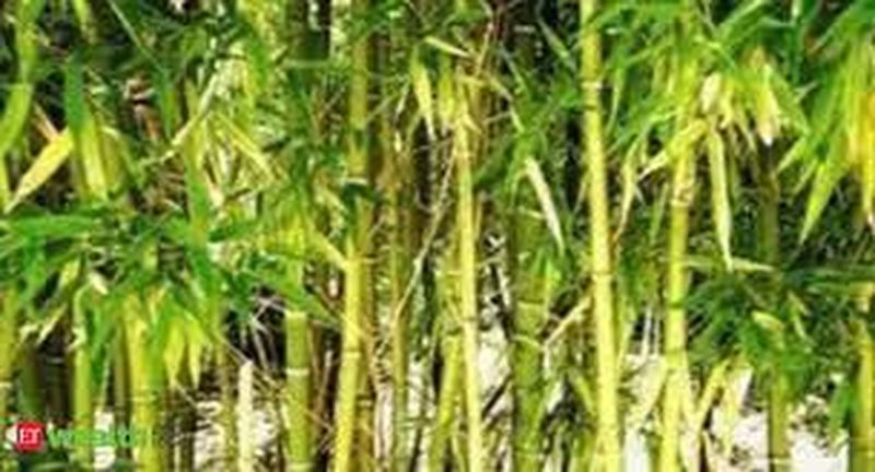 बाड़मेर में होगी बांस की पैदावार, हरियाली के साथ मिलेगा रोजगार