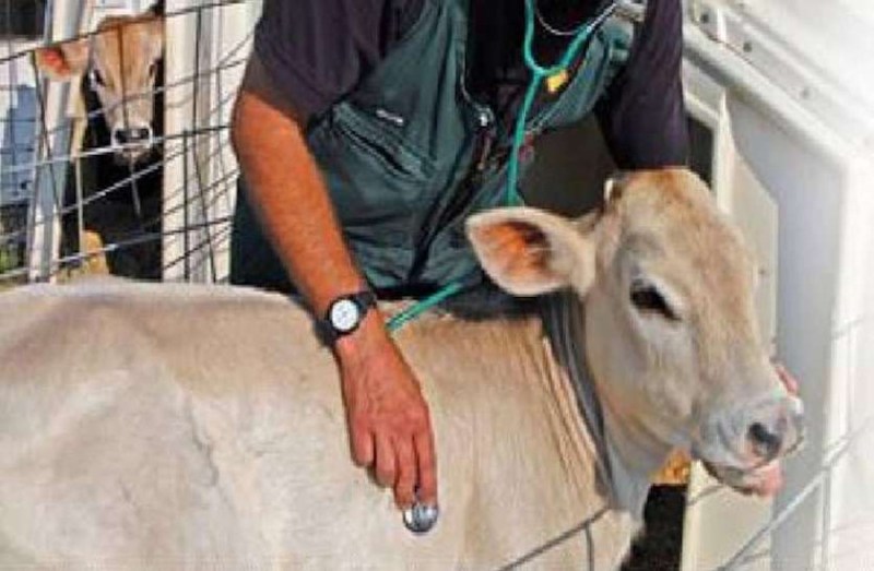 Remount Veterinary Corps