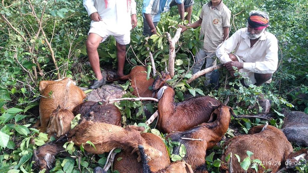 आकाशीय बिजली गिरने से 14 बकरिया की मौत