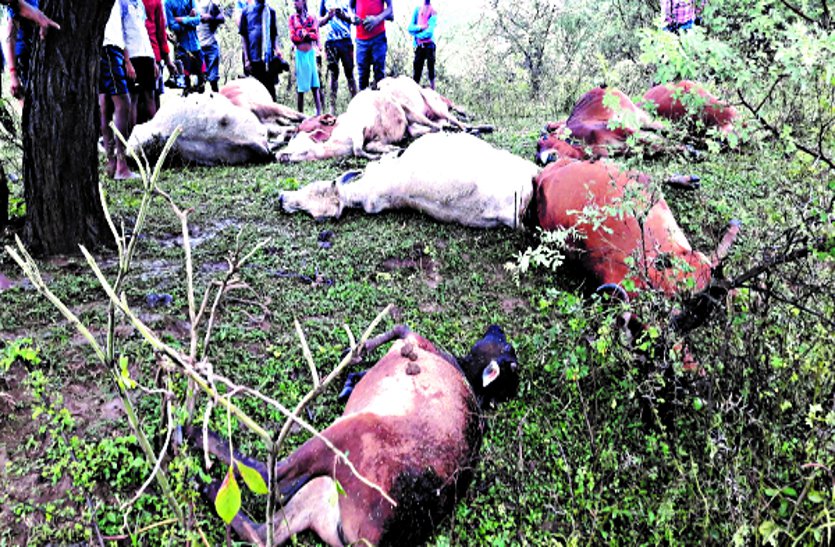 आकाशीय बिजली गिरने से राजनांदगांव में युवक और 10 गायों की मौत, बेमेतरा में खेत पर काम कर रही 8 महिलाएं बेेहोश