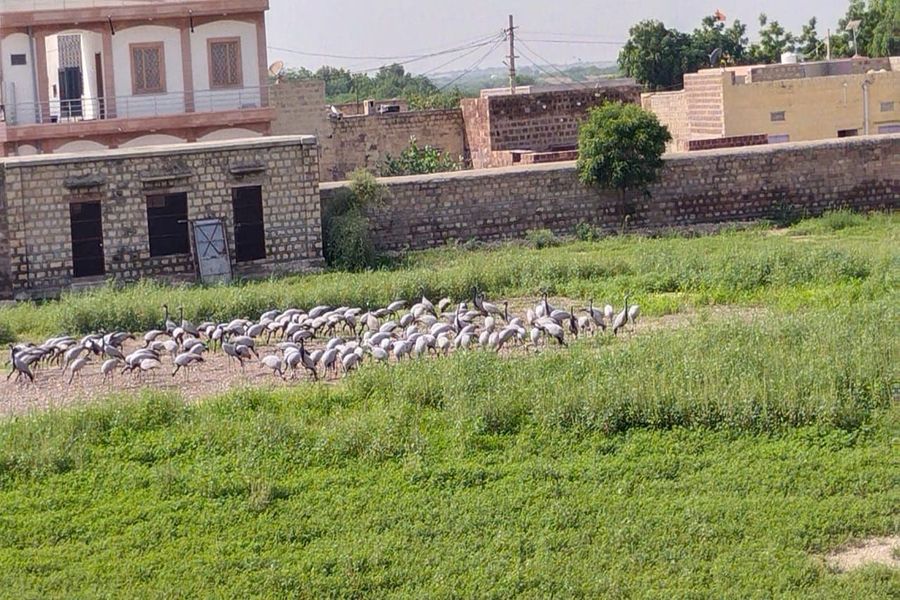 एक माह पूर्व तक सूखे खींचन के सभी प्रमुख तालाब बारिश के बाद हुए गुलजार