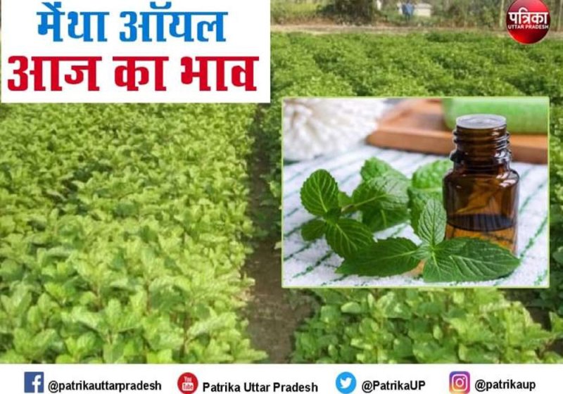 mentha_oil_rate_price_1.jpg