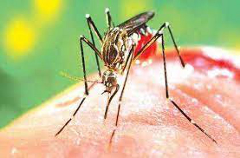 Dengue's new hot spot