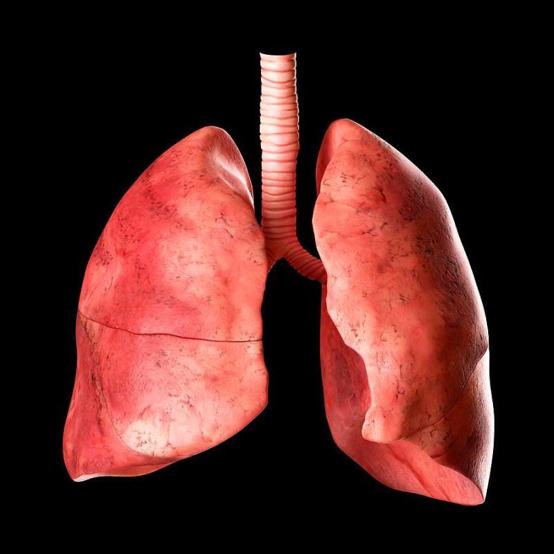 lungs.jpg