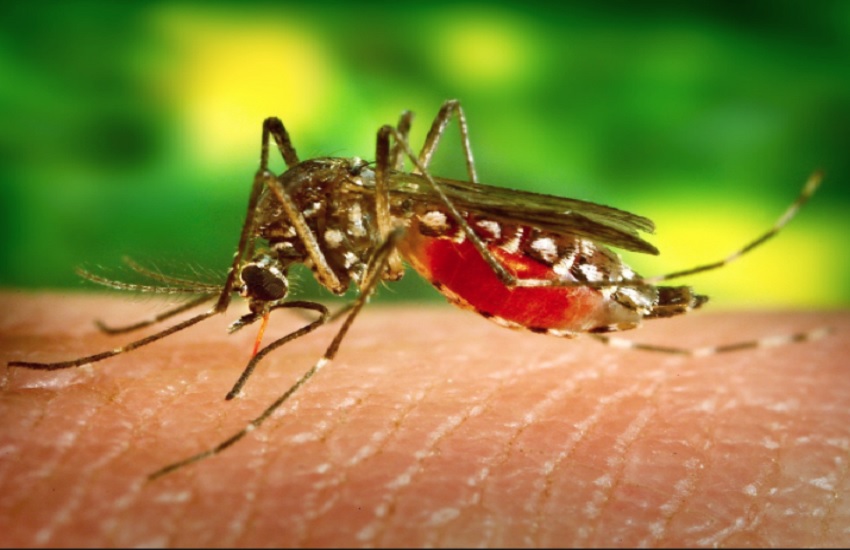 डेंगू मच्छर