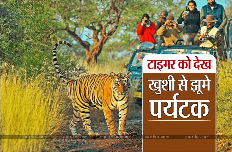 बाघ की साइटिंग देखकर पर्यटक खुशी से झूम उठे.