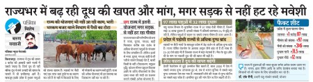 बढ़ रही दूध की खपत और मांग, मगर सड़क से नहीं हट रहे पशु