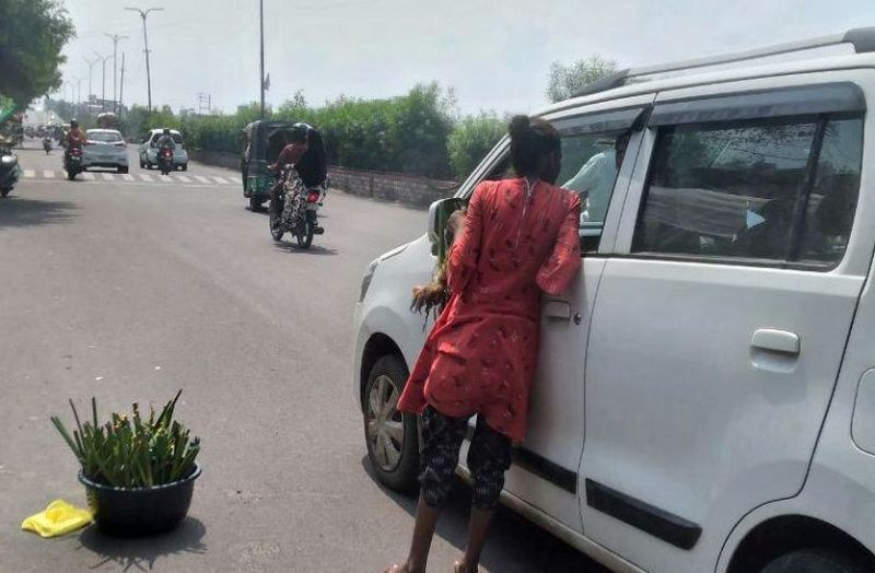 राजस्थान में बिक रहे कश्मीर में उगने वाले ट्यूलिप के नकली पौधे