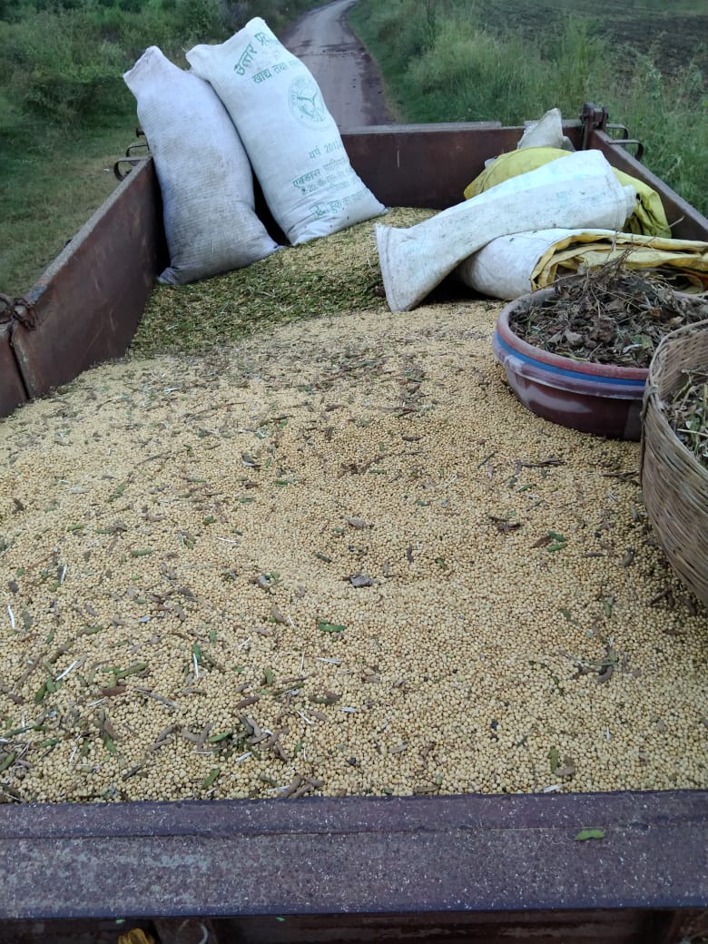 Soybean sowing less than target, now production is halved