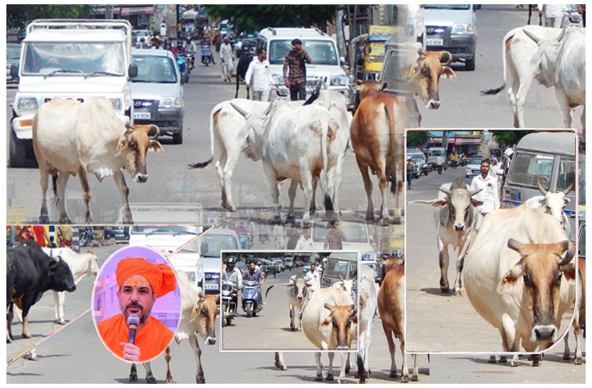 तीन साल में सरकार ने वसूले दो हजार करोड़, फिर भी आवारा पशुओं के मामले में राजस्थान नम्बर 1