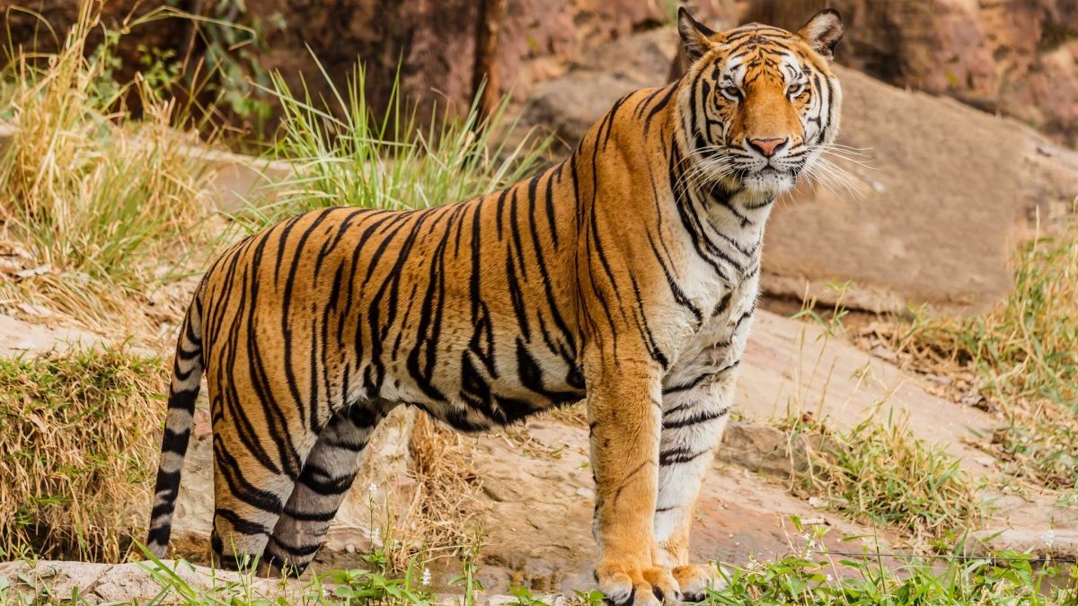 Tiger hunt: Search for T23 extended to more areas