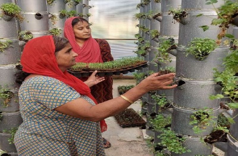 राजस्थान के झुंझुनूं शहर में बिना मिट्टी के उगते हैं धनिया, मैथी और पालक