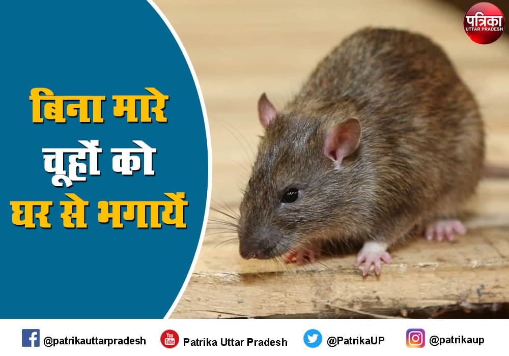 tips to get rats out of house chuhoon ko bhgaane ke ghareelu upay nuskha