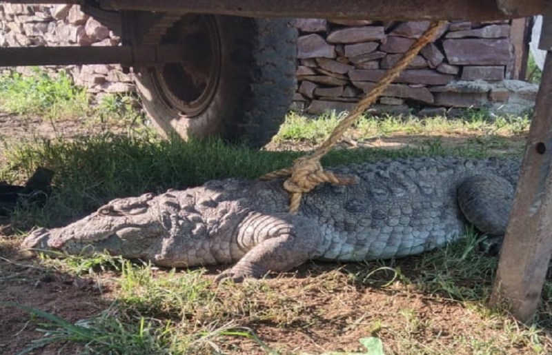 Crocodile, Incident...गांव घुसकर बच्चों को खाने दौड़ा मगरमच्छ