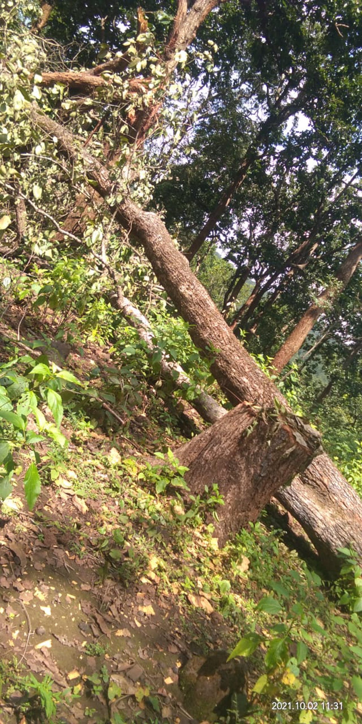 Department removed sight, illegal felling of forests started