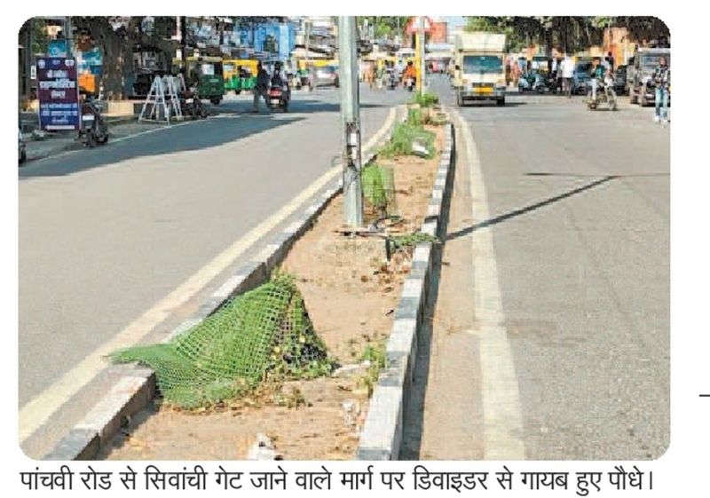 हर साल हरियाली के नाम पर करोड़ों के ठेके, निजी पौधशालाआों की होती है चांदी