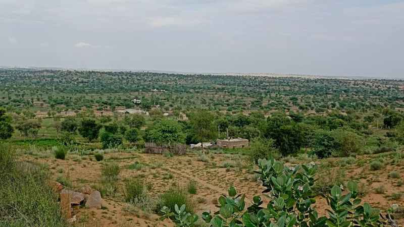 बाड़ेमरी बाजरी देगी गुजरात को टक्कर