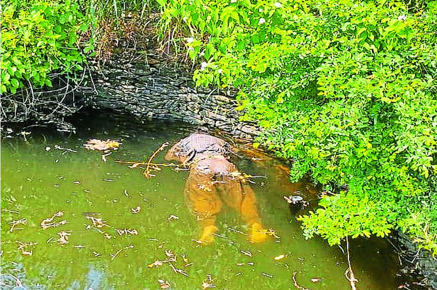 बिना मुंडेर के कुएं में मिला युवती का शव, गहराया संदेह