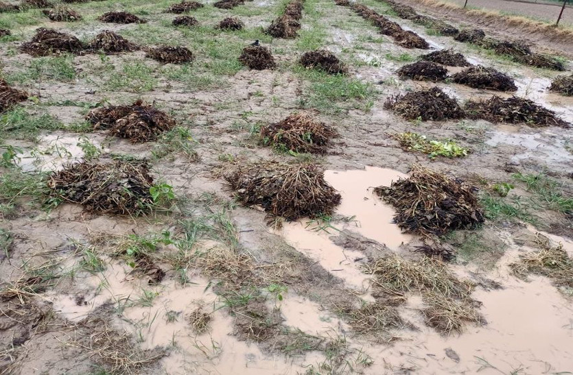 बेमौसमी बारिश ने किसानों के अरमानों पर फेरा पानी