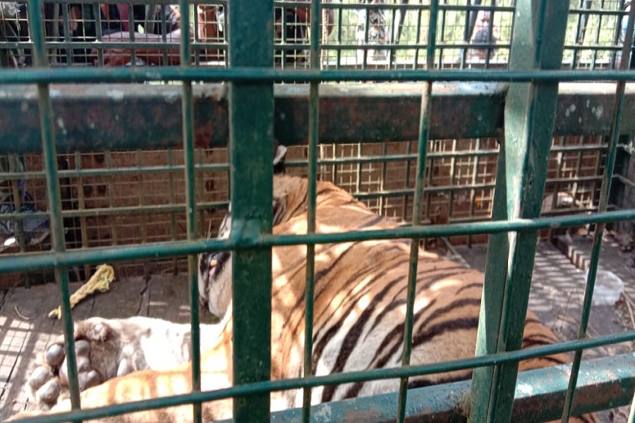 Tiger T-23 captured alive after 21-day hunt in Nilgiri