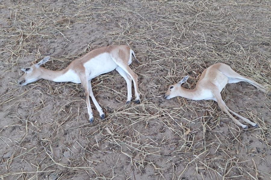 अज्ञात बीमारी से रेस्क्यू सेंटर में छह हरिणों की मौत