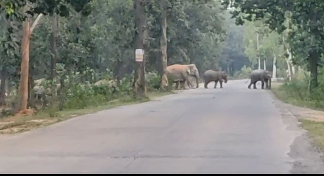 Herd of elephants standing on the border of MP-Chhag, forest departmen
