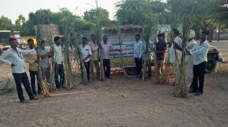 ‘नेपियर घास लगाने से हरे चारे की समस्या का होगा स्थायी समाधान ’