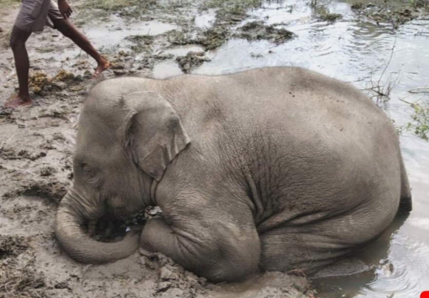 Elephant cub death to trap in swamp