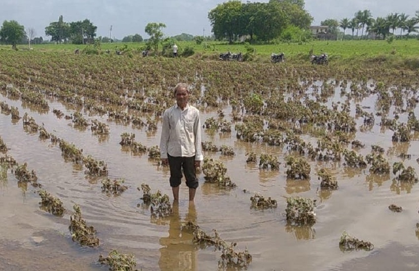 गुजरात सरकार ने जारी किया कृषि राहत पैकेज: फसल को 33 फीसदी से ज्यादा नुकसान होने पर मिलेगी 13 हजार प्रति हेक्टेयर की मदद