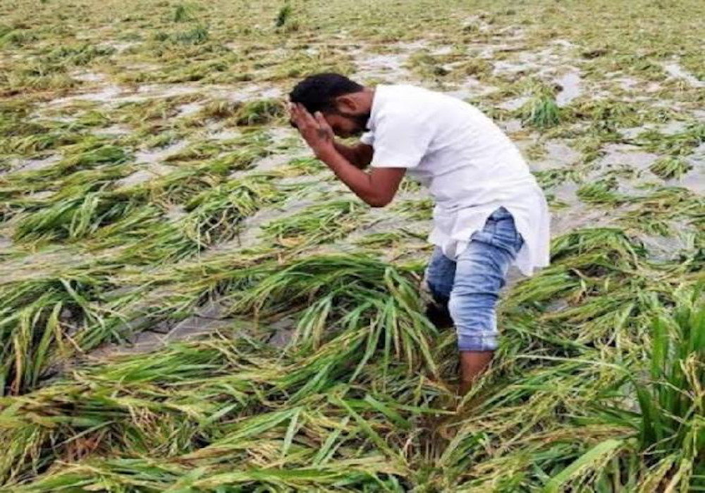 Paddy Crop Destroyed in the Fields Due to Heavy Rain