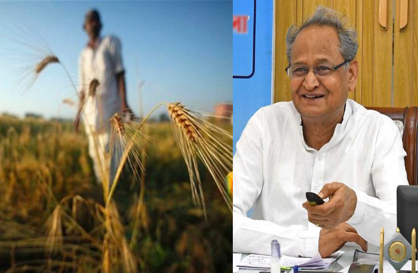 Gehlot Government to purchase crop from farmers useful directions