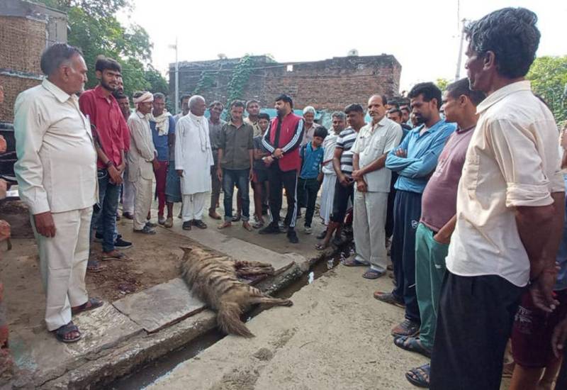 लकड़बग्घे के हमले में आधा दर्जन घायल, तीन गंभीर