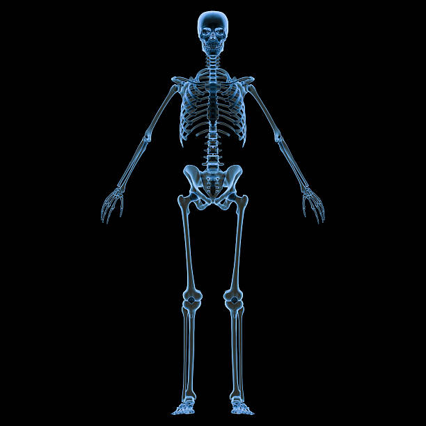 ये है मानव शरीर की सबसे लंबी और सबसे छोटी हड्डियां, जानें इसके बारे में