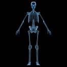 ये है मानव शरीर की सबसे लंबी और सबसे छोटी हड्डियां, जानें इसके बारे में