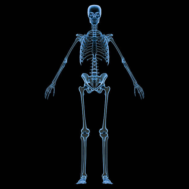 ये है मानव शरीर की सबसे लंबी और सबसे छोटी हड्डियां, जानें इसके बारे में