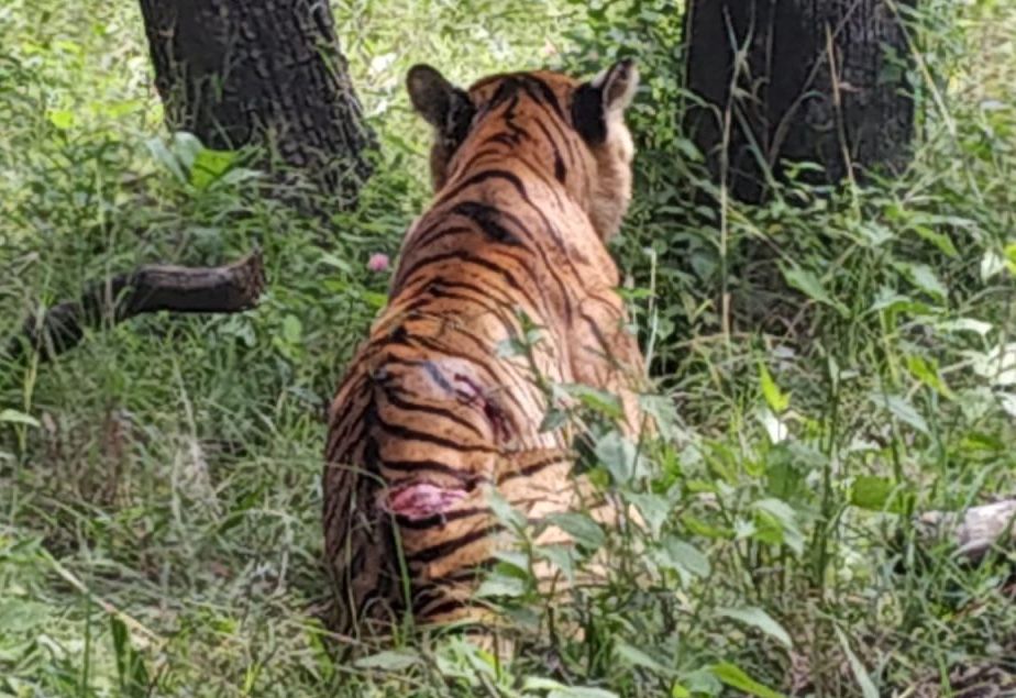 कर्नाटक : घायल बाघ को पकड़ भेजा मैसूरु चिडिय़ाघर