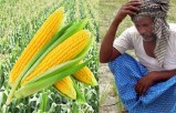 मक्का किसान मायूस