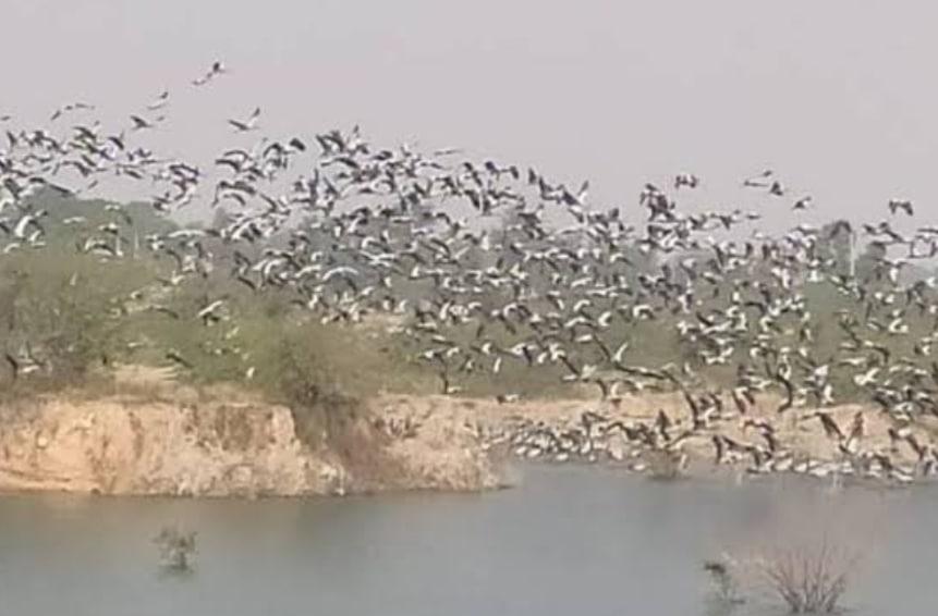 प्रवासी मेहमान परिन्दों ने ओलवी में डाला डेरा