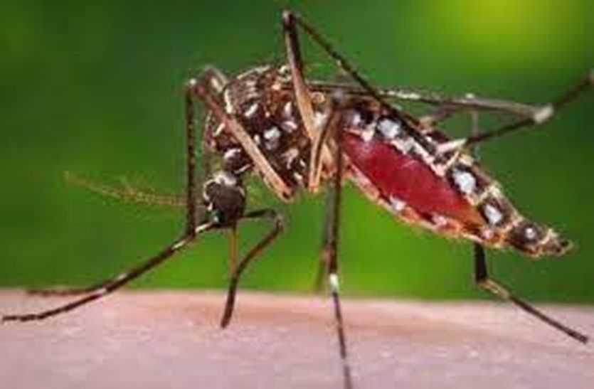 खतरनाक हो रहा है डेंगू, पांच लोगों की छीन चुका है सांसें