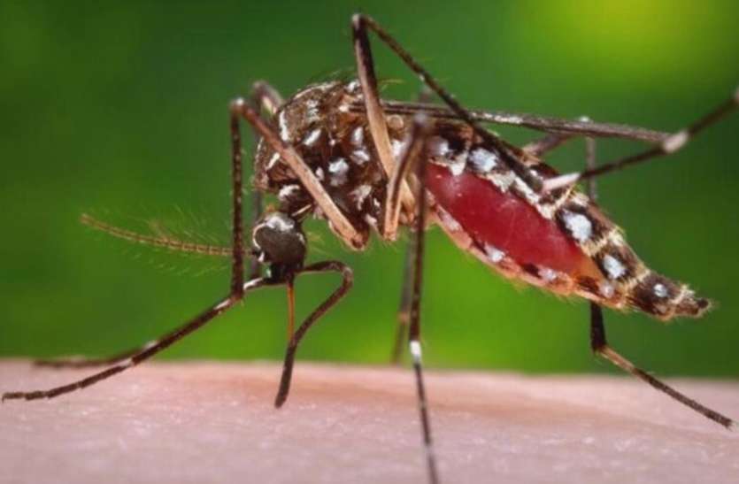 बाड़मेर : डेंगू के साथ अब 'चिकनगुनिया' का दर्द लेकर अस्पताल आ रहे हैं रोगी
